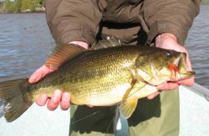 Fly in Largemouth