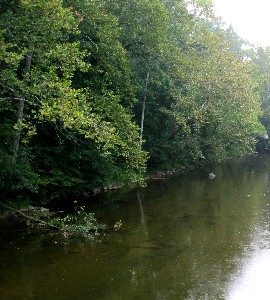 Overhanging trees make a great hiding spot for low-water smallies.