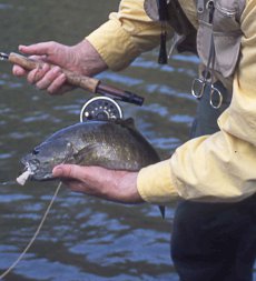 Shenk's Streamer is an excellent smallmouth bass fly for sight fishing.