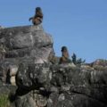 Baboons along the stream.