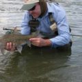 African Grayling (Labeo capensis)