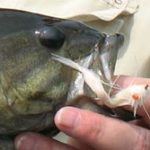 Whitetail Hare in fish's mouth